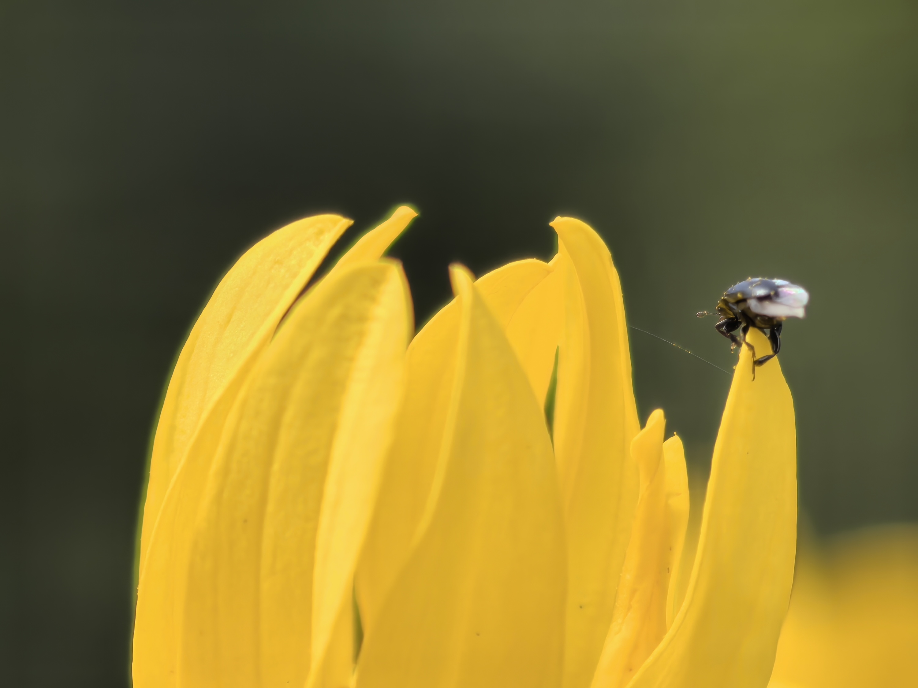 A photo taken with the Huawei Pura 70 Ultra's Super Macro mode.