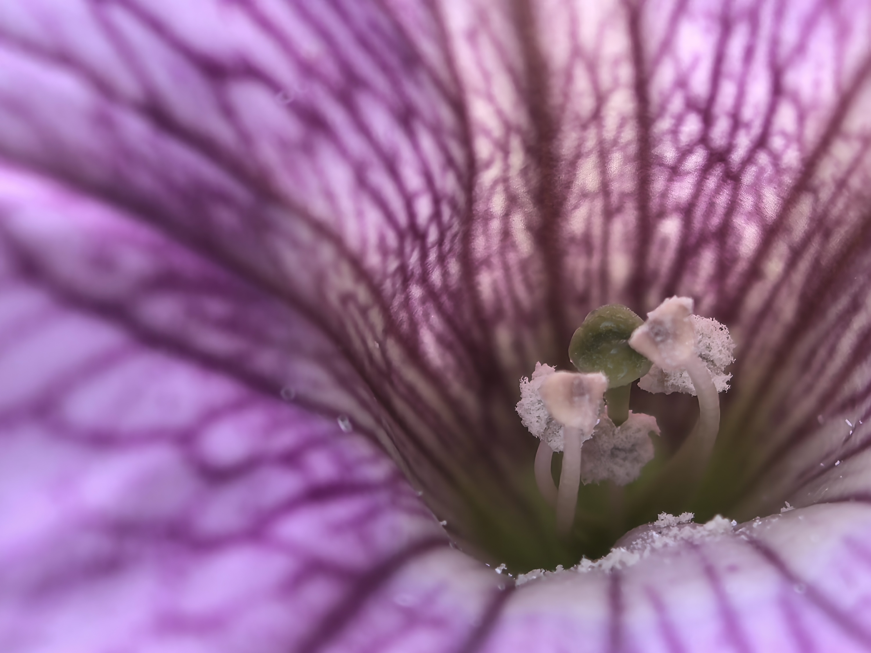 A photo taken with the Huawei Pura 70 Ultra's macro mode.